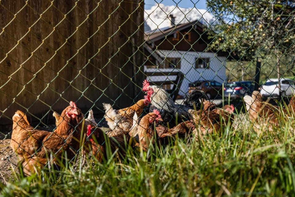 Bergbauernhof Schoberlehen Farm Stay in Schönau am Königssee