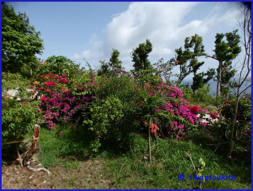 Garden, Garden view