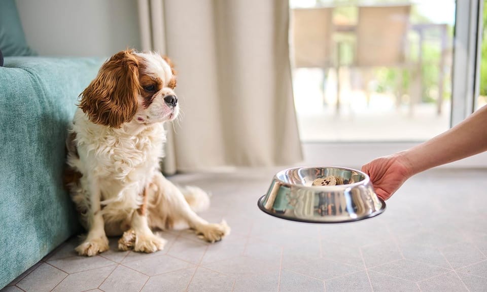 Pets, pet friendly