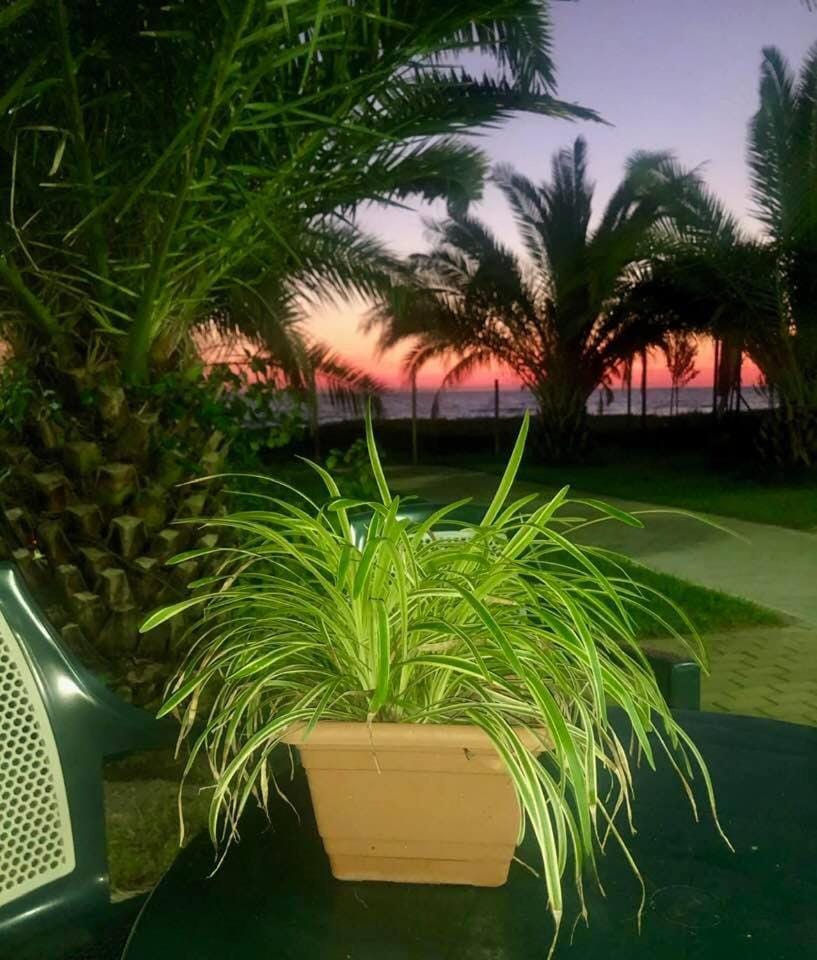 Summer, Garden, Sunset