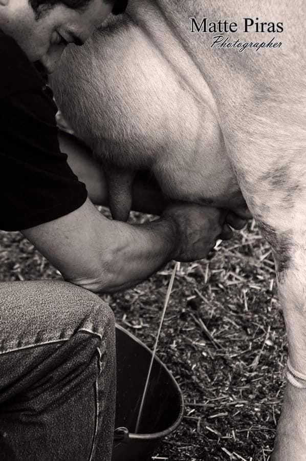 Pets