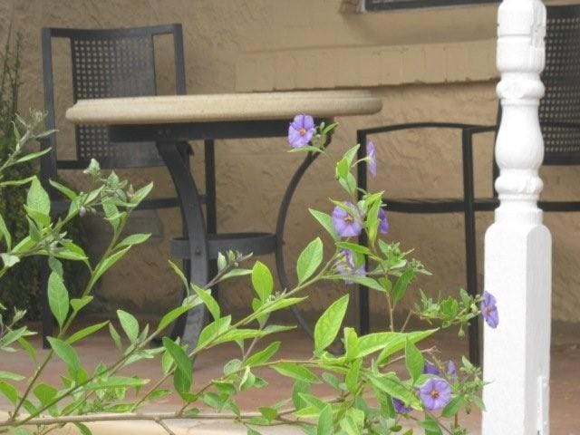 Garden view