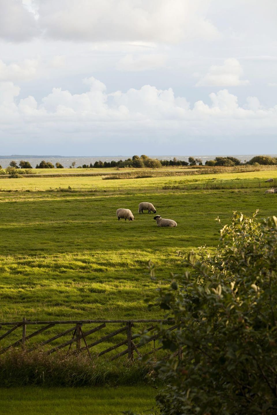 View (from property/room), Animals, Sea view