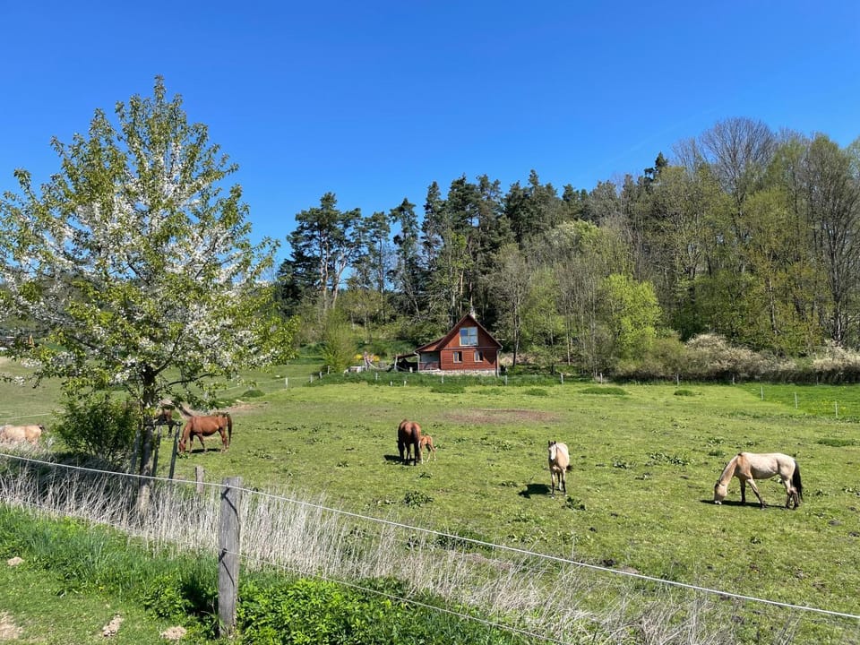 Ubytování Ranč Malenice Nature lodge in South Bohemian Region