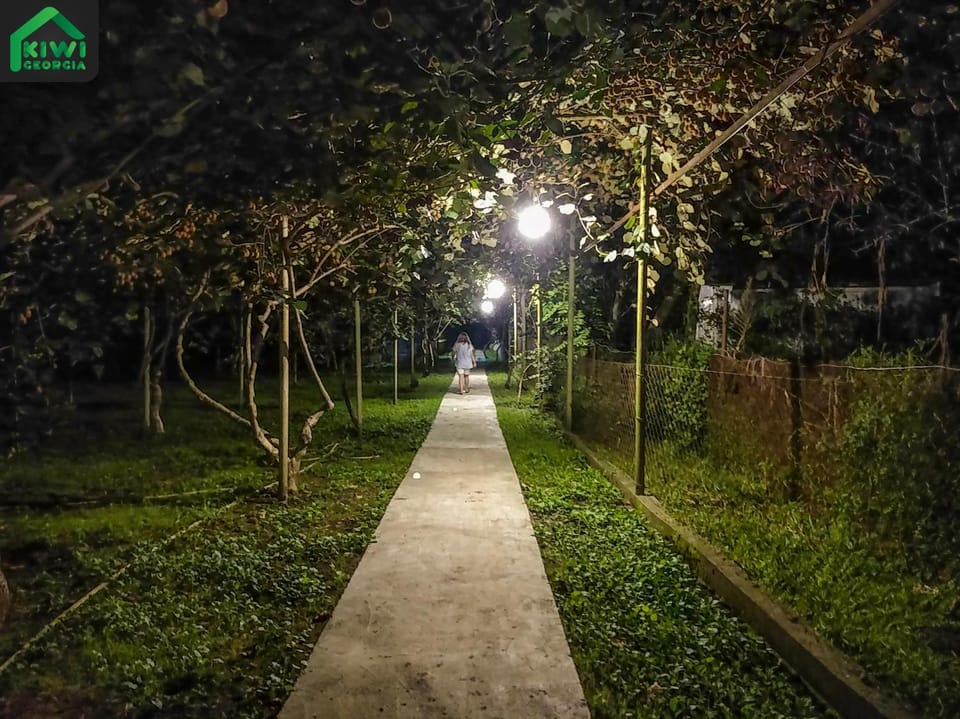 Night, Garden, Garden, Garden view
