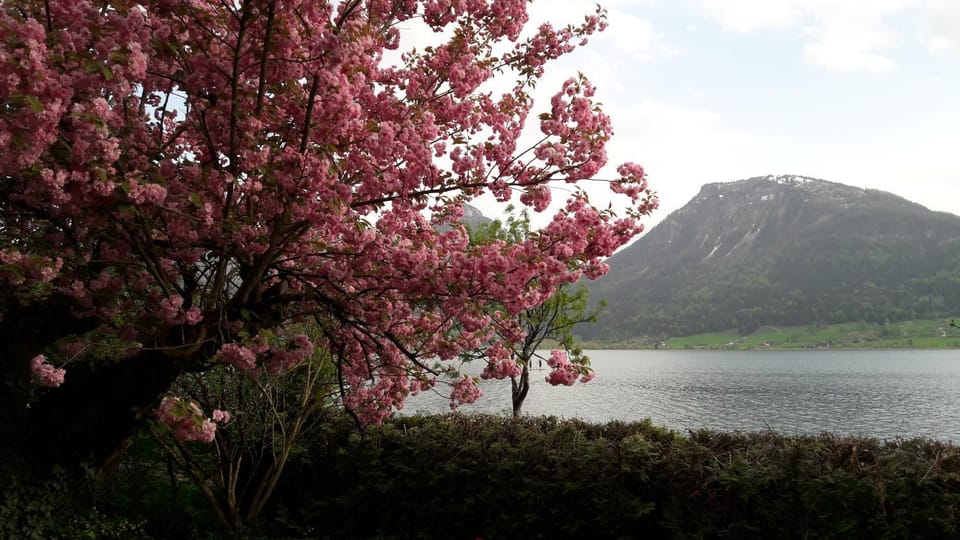 Lake view