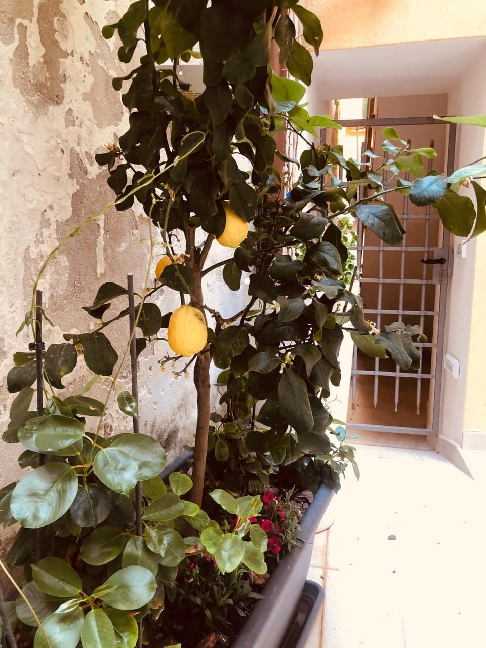 Patio, Decorative detail
