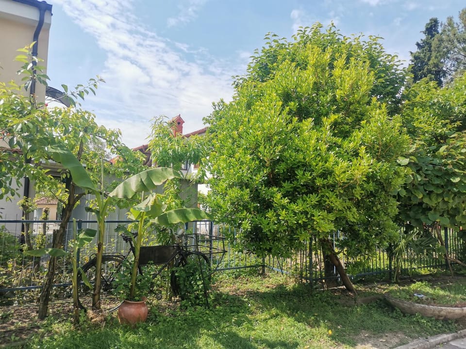 Natural landscape, Garden, Garden view