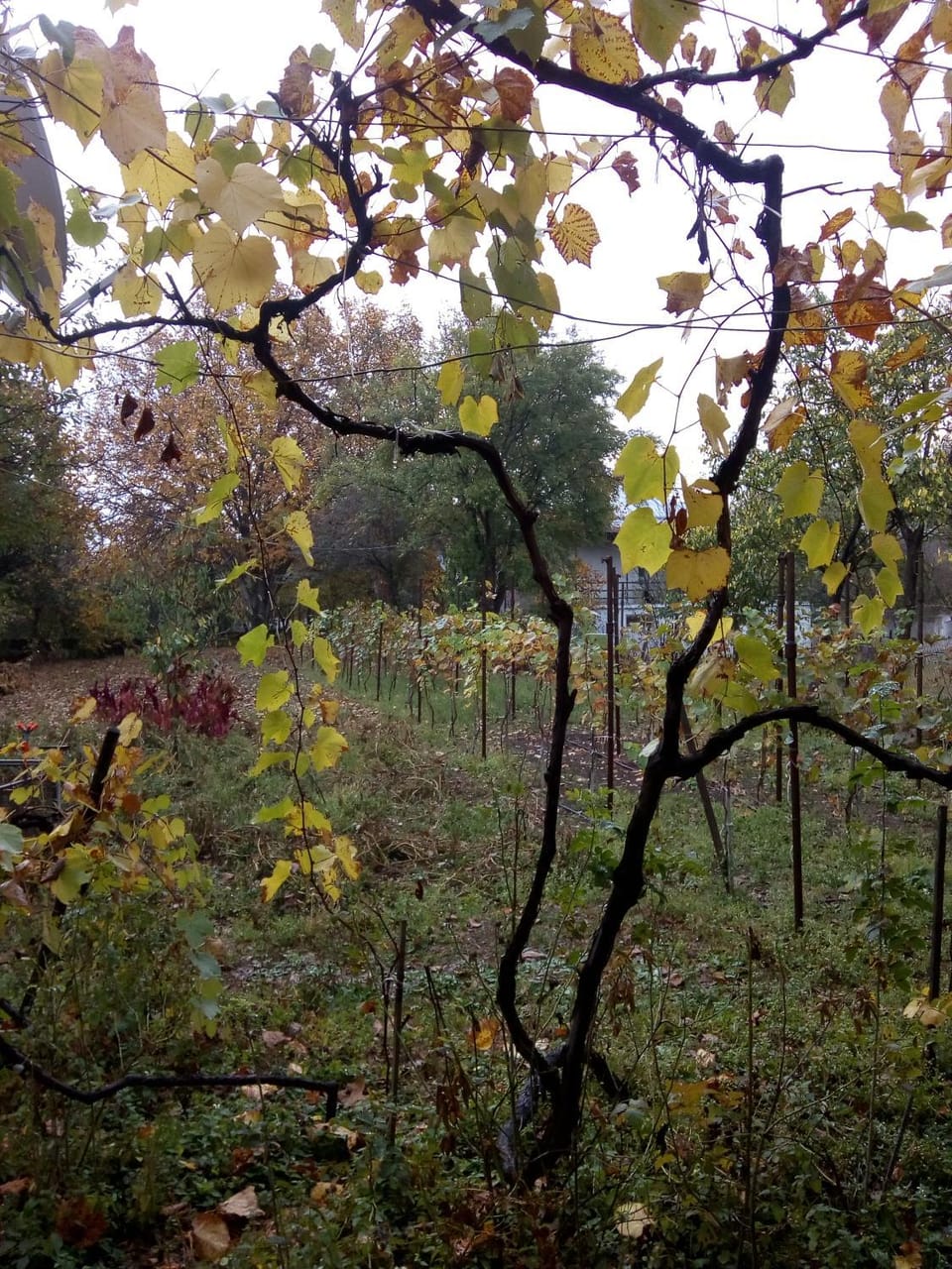 Natural landscape, Garden, Garden view