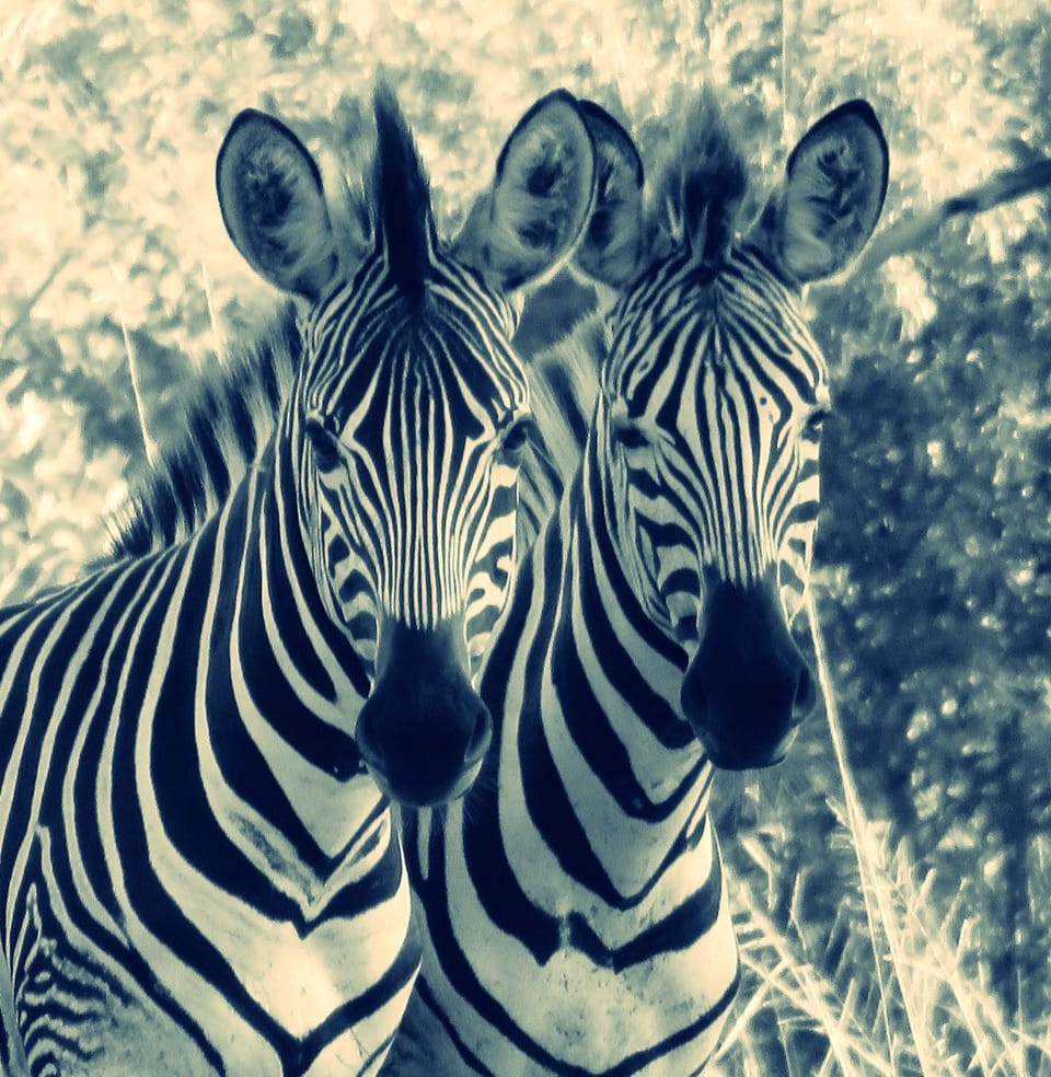 Animals