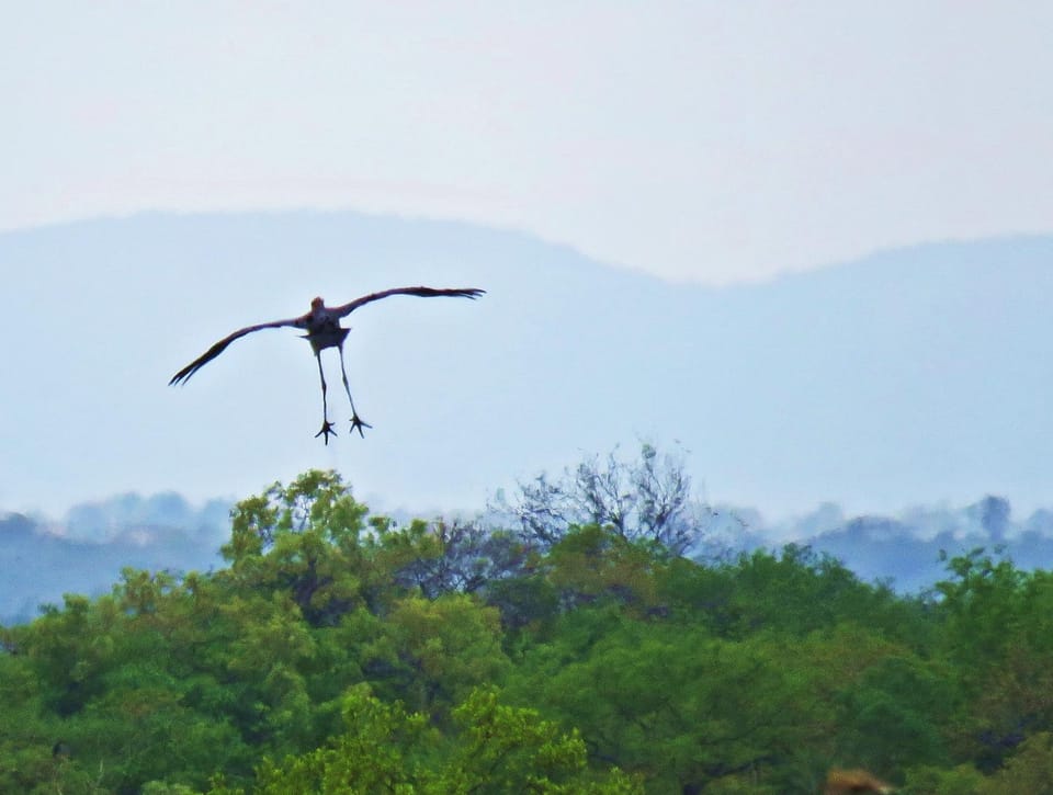 Natural landscape, Bird's eye view, Animals