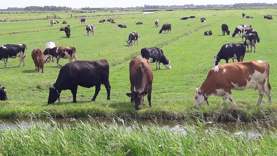 Animals