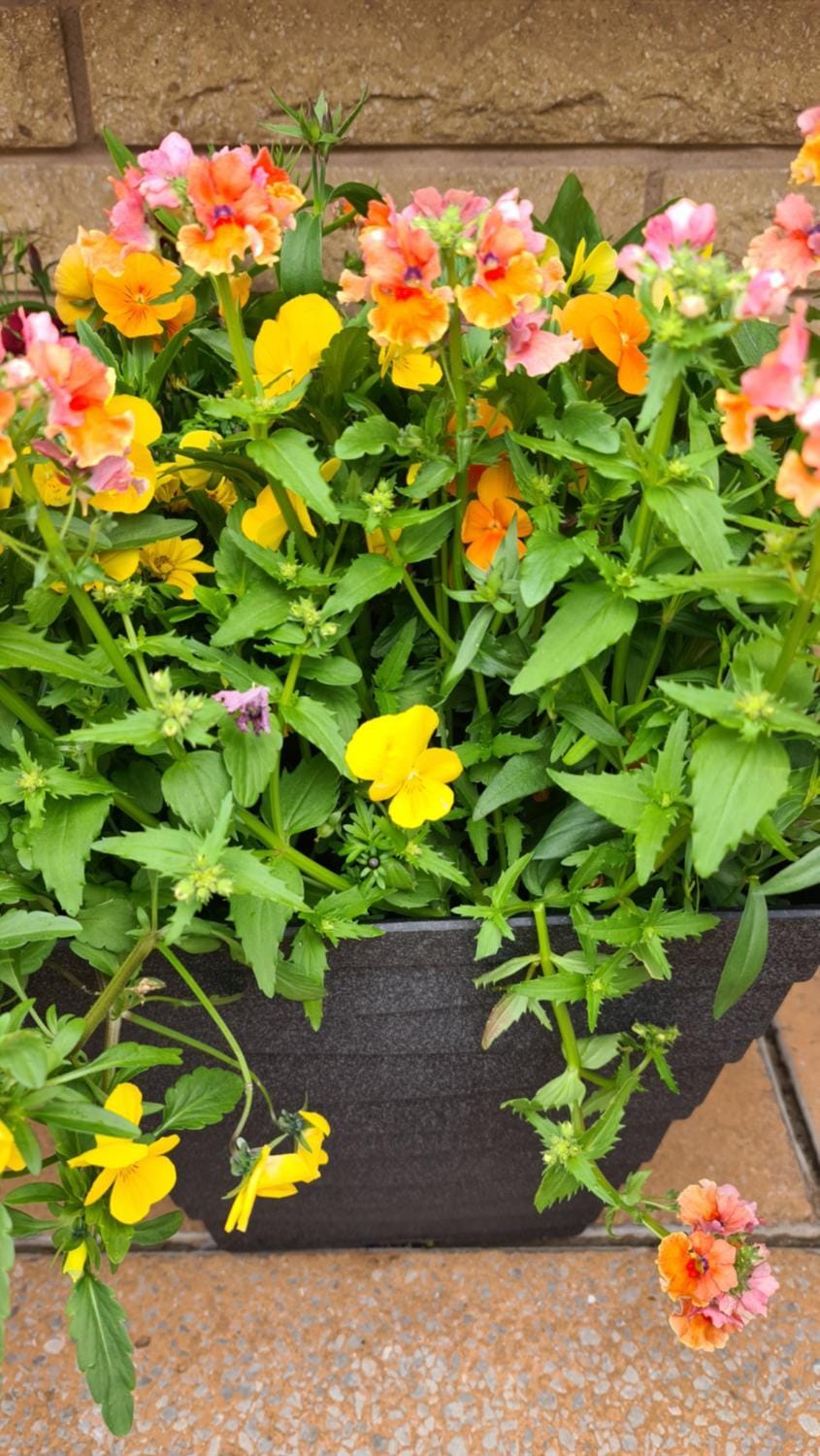 Facade/entrance, Garden