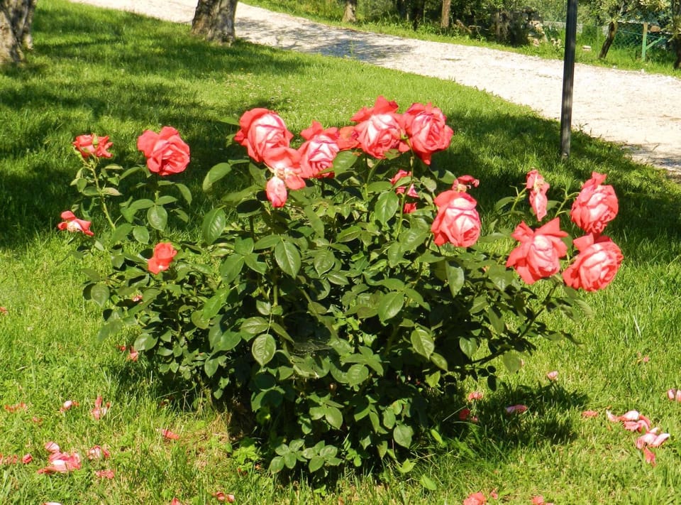 Garden, View (from property/room)