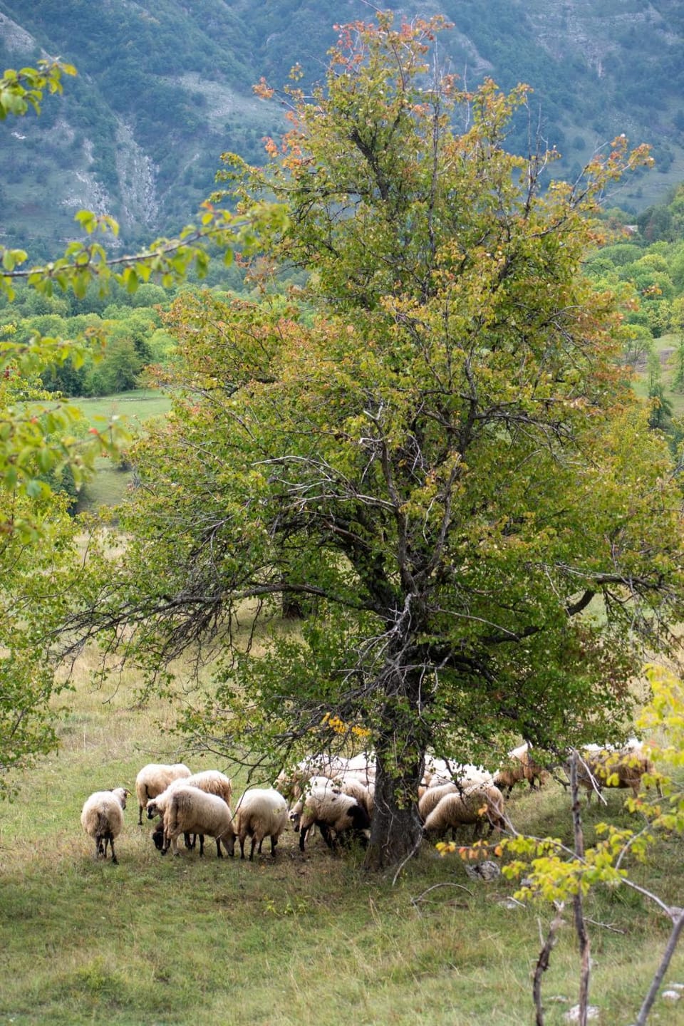 Etno Village Vojnik Chalet in Montenegro