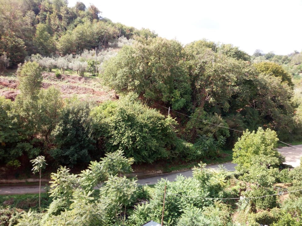 Natural landscape, Garden view