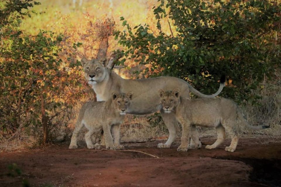 Garden, Animals