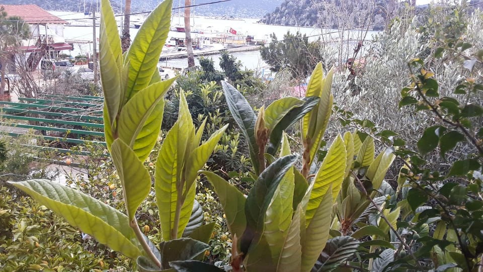 Cennet Pansiyon Bed and Breakfast in Antalya Province