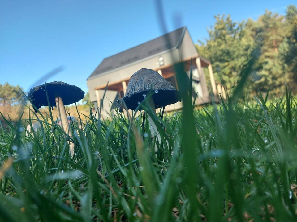 Day, Garden, Garden view