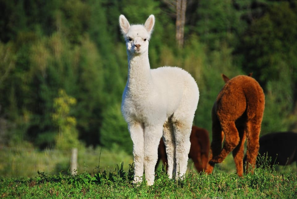 Garden, Animals, Animals