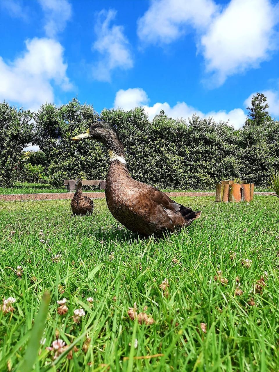 Patio, Natural landscape, Garden, Animals, Garden view