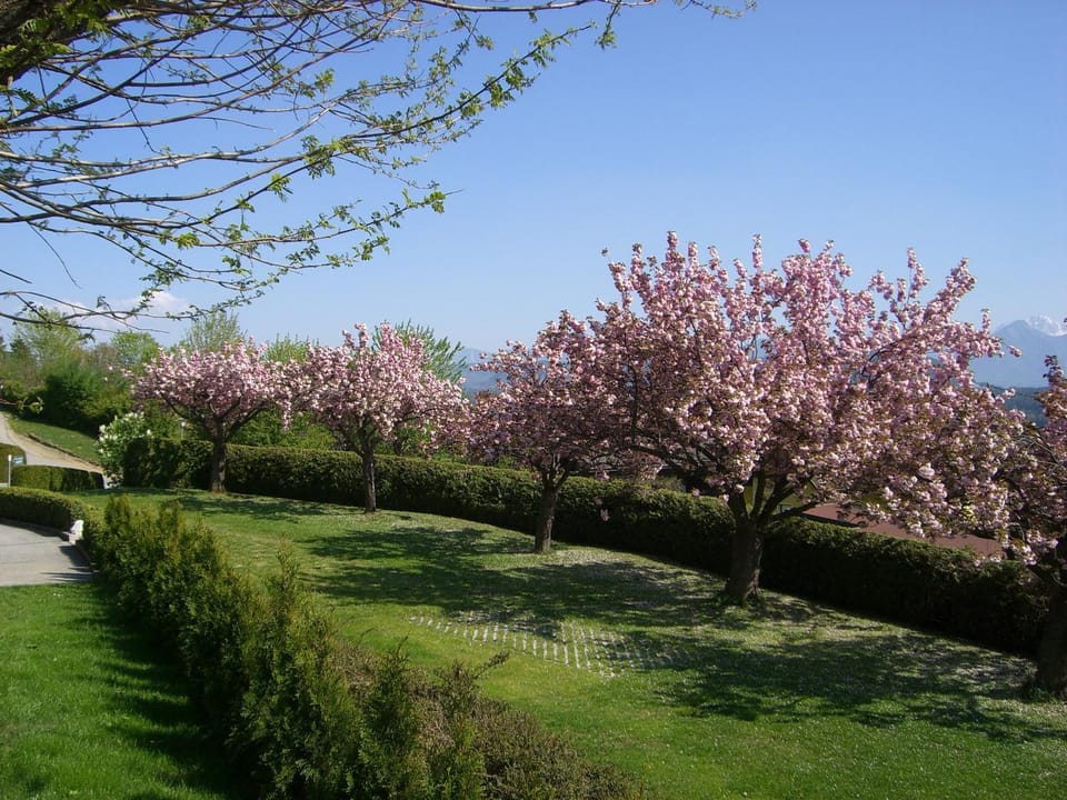 Spring, Natural landscape, Garden