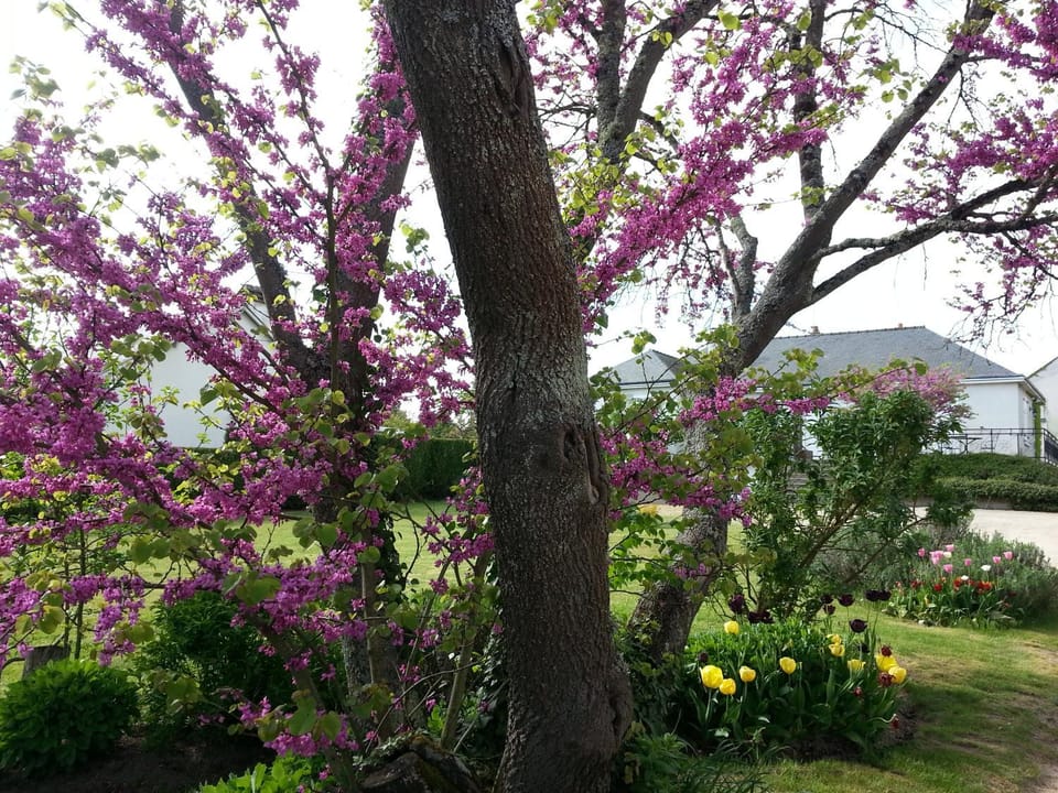 Spring, Garden, Garden view