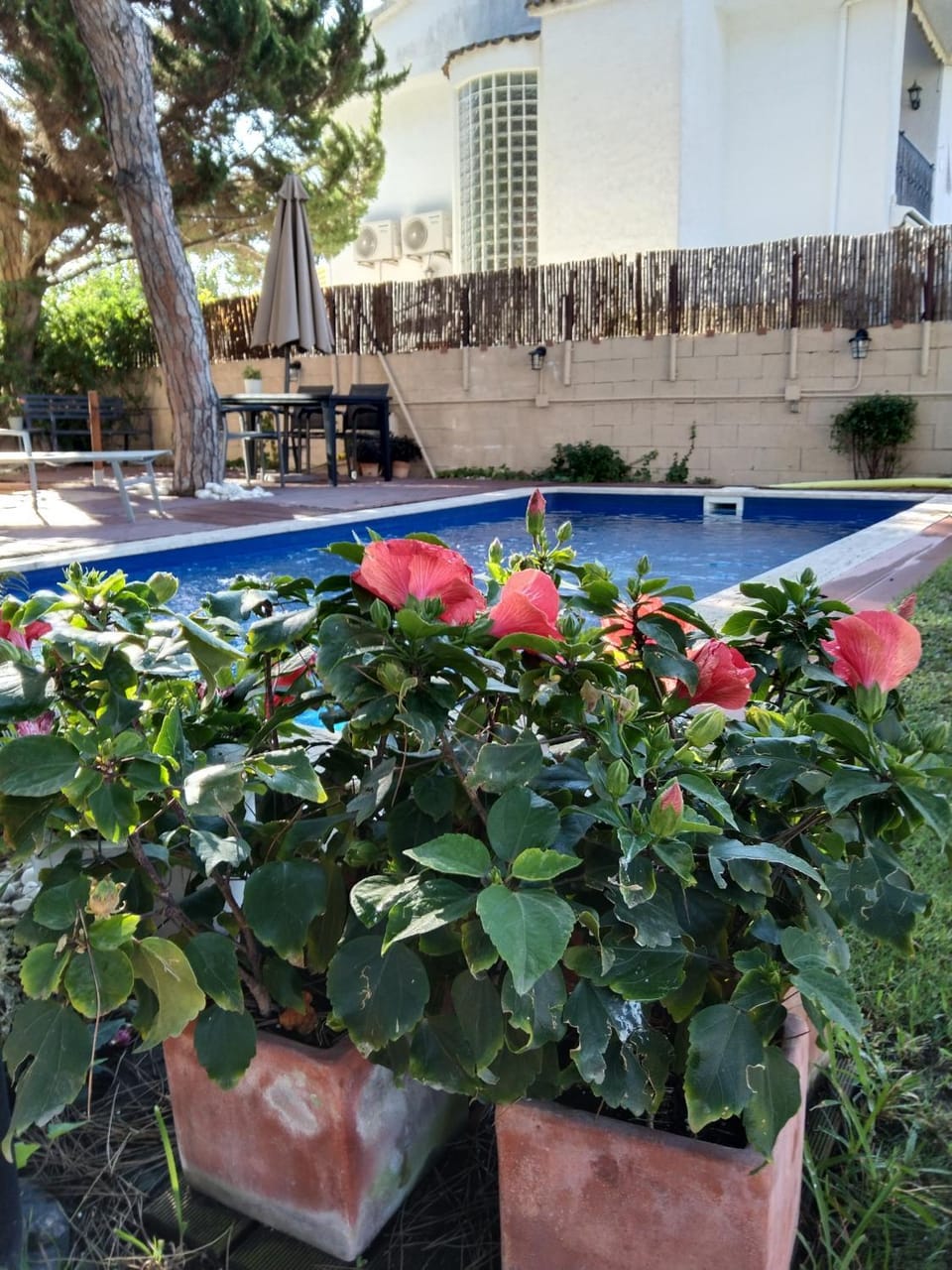 Garden, Garden view, Swimming pool