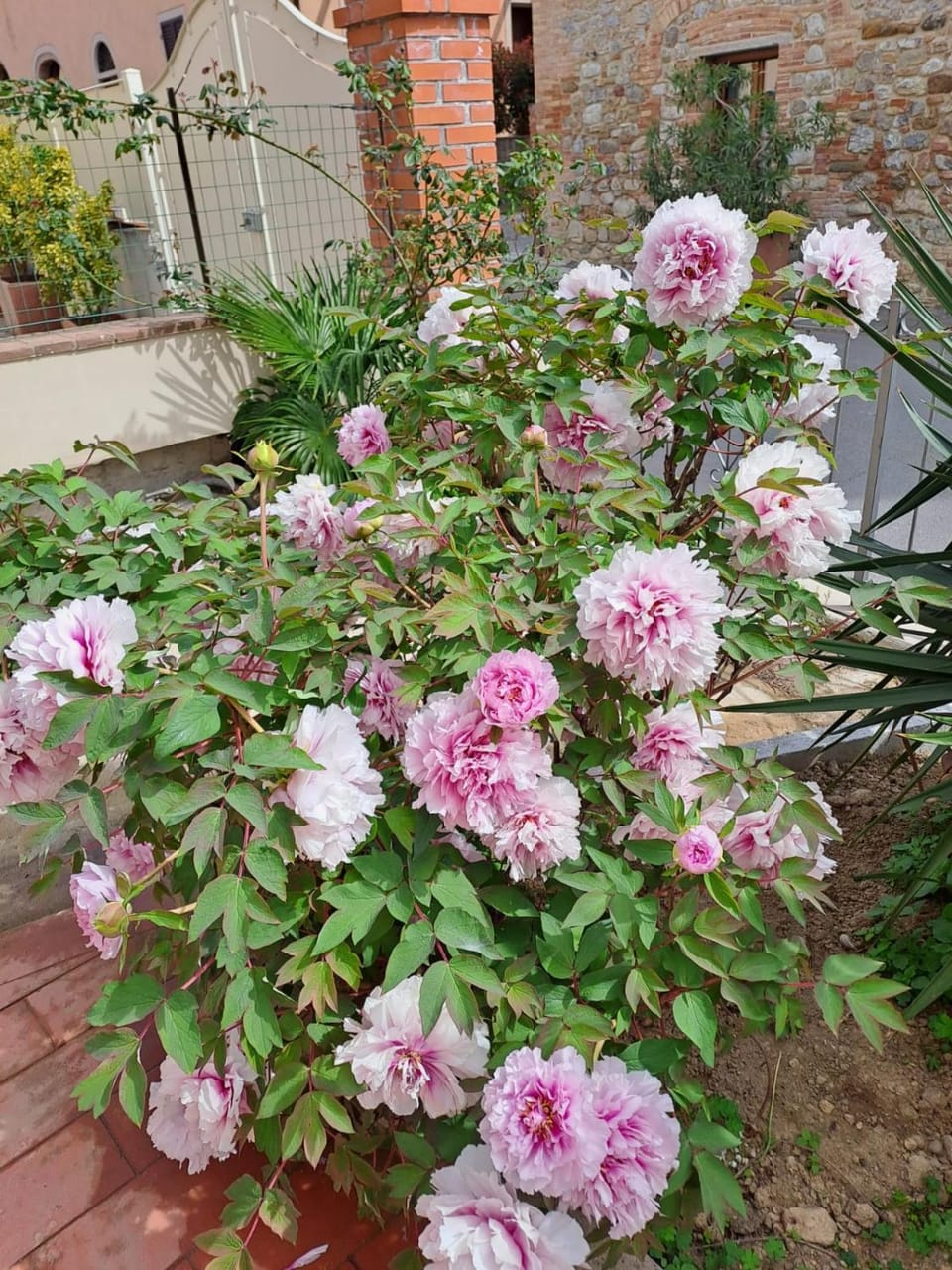 Spring, Garden