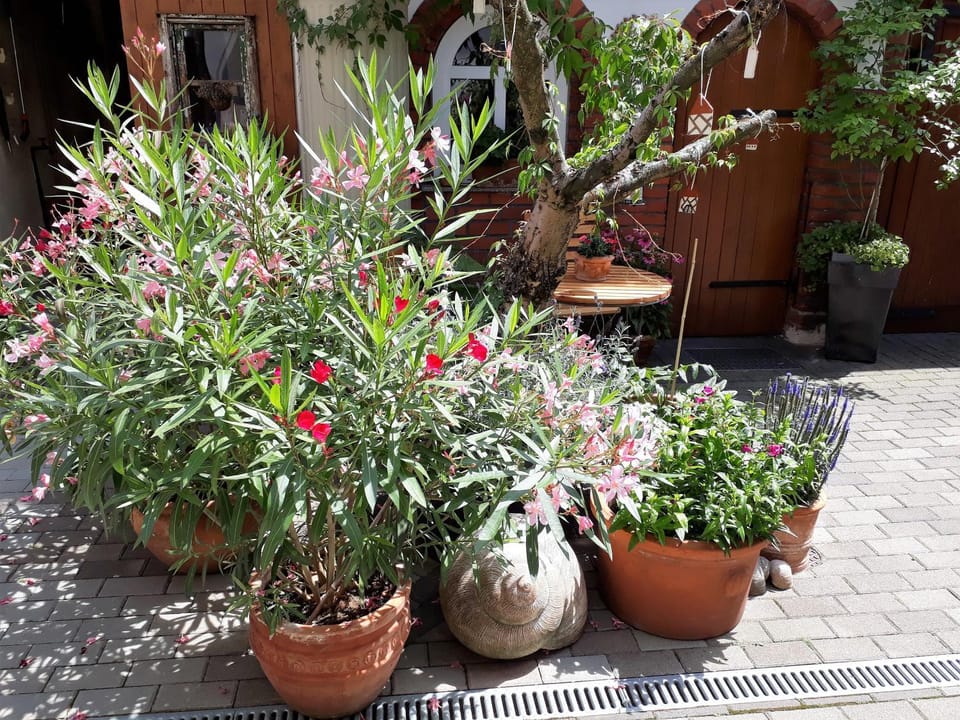 Patio, Day, Summer, BBQ facilities, On site, Area and facilities