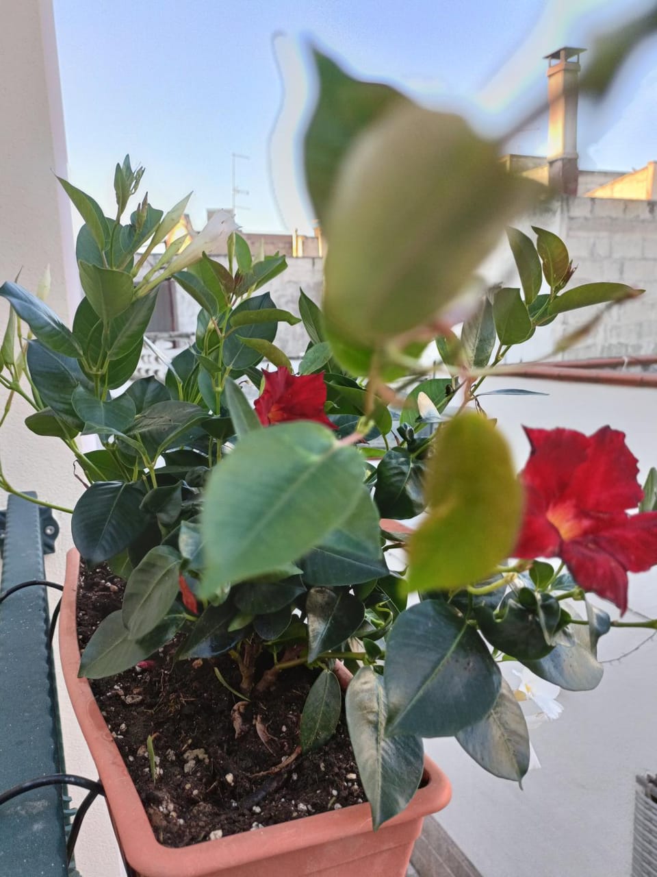 Il Vicoletto Bed and Breakfast in Province of Taranto