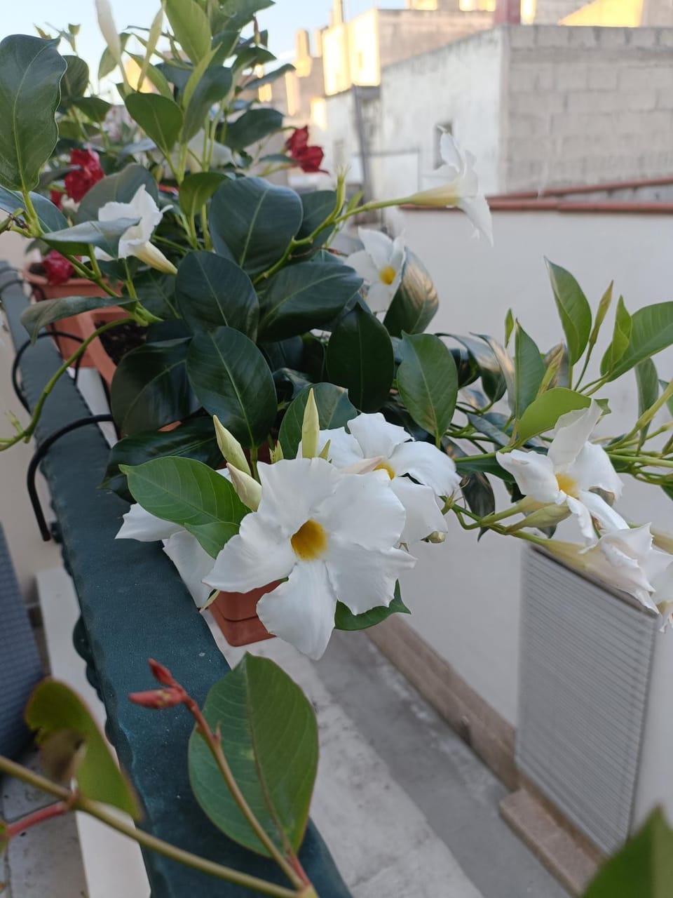 Il Vicoletto Bed and Breakfast in Province of Taranto
