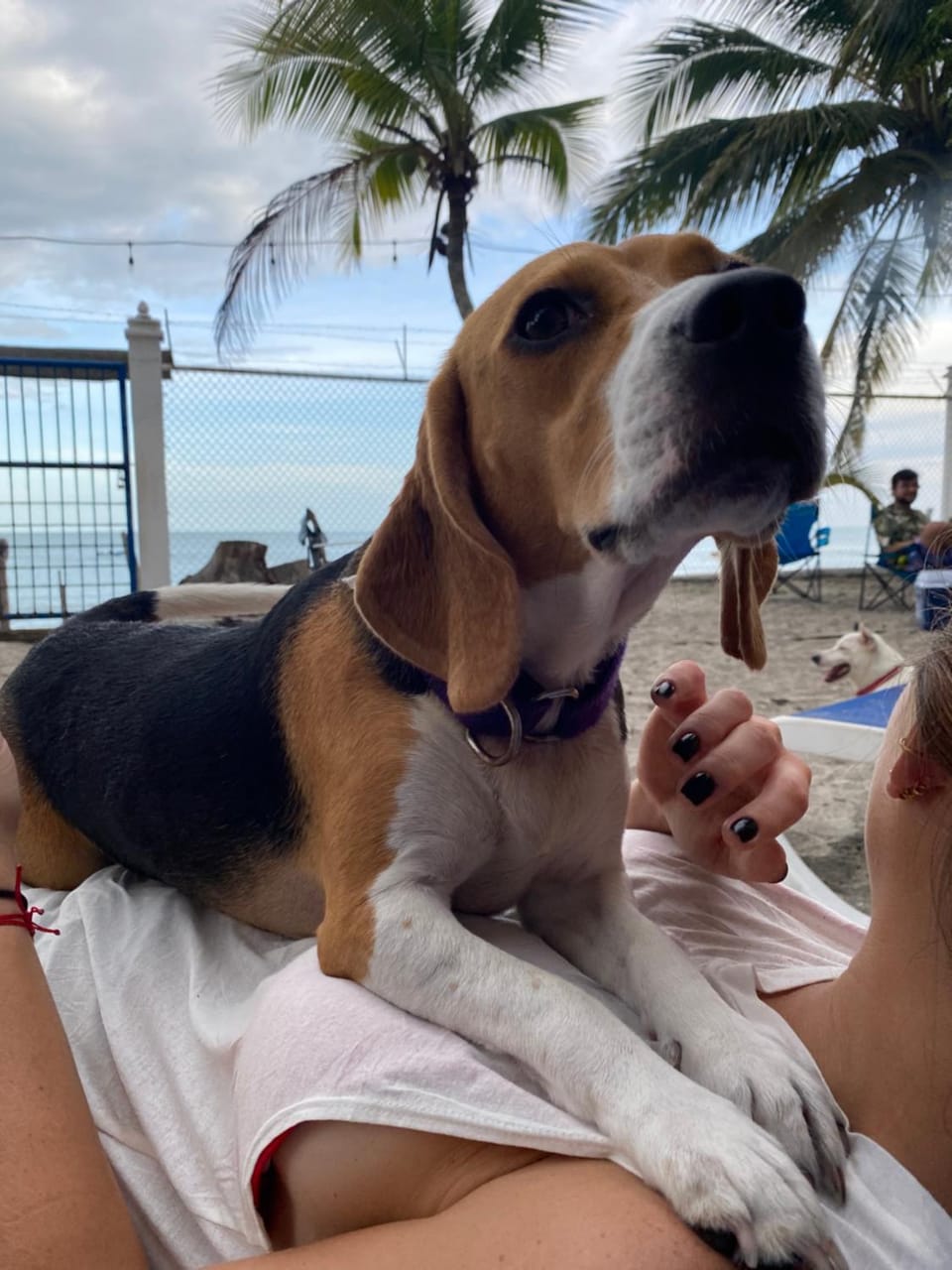 Animals, Pets