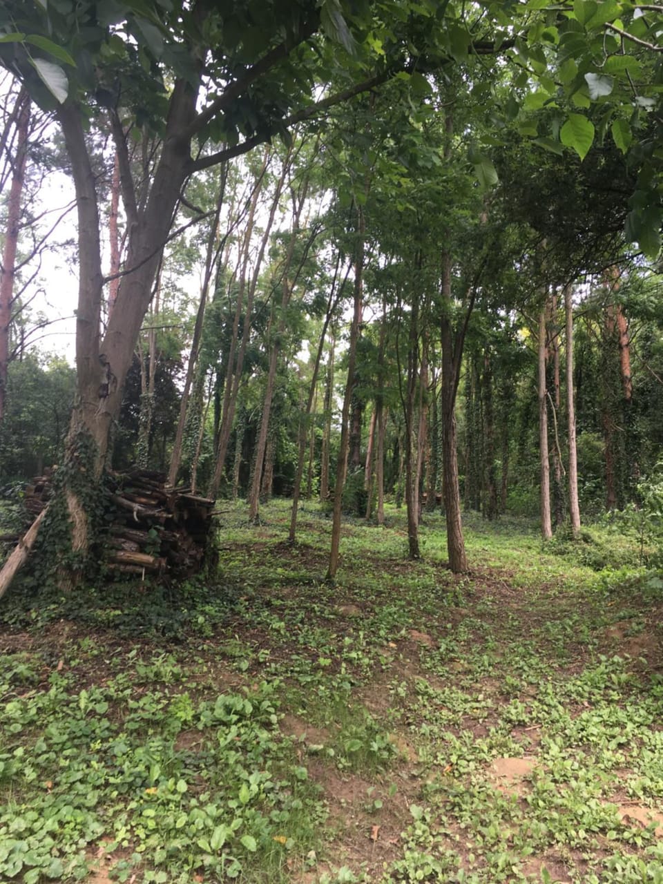 Natural landscape