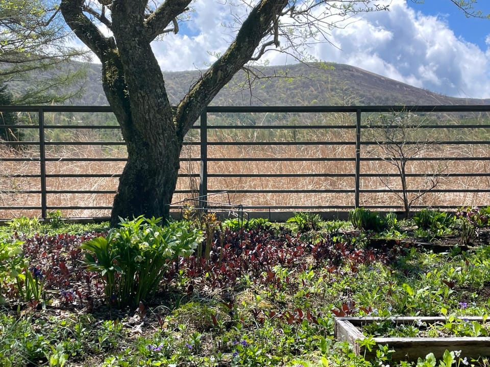 Garden, View (from property/room), Garden view, Mountain view