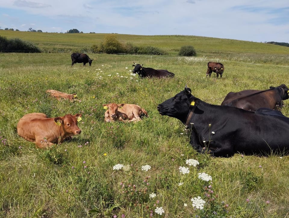 Off site, Animals, Location