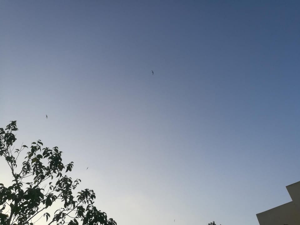 View (from property/room), Other, Animals, Seasons, Sunset