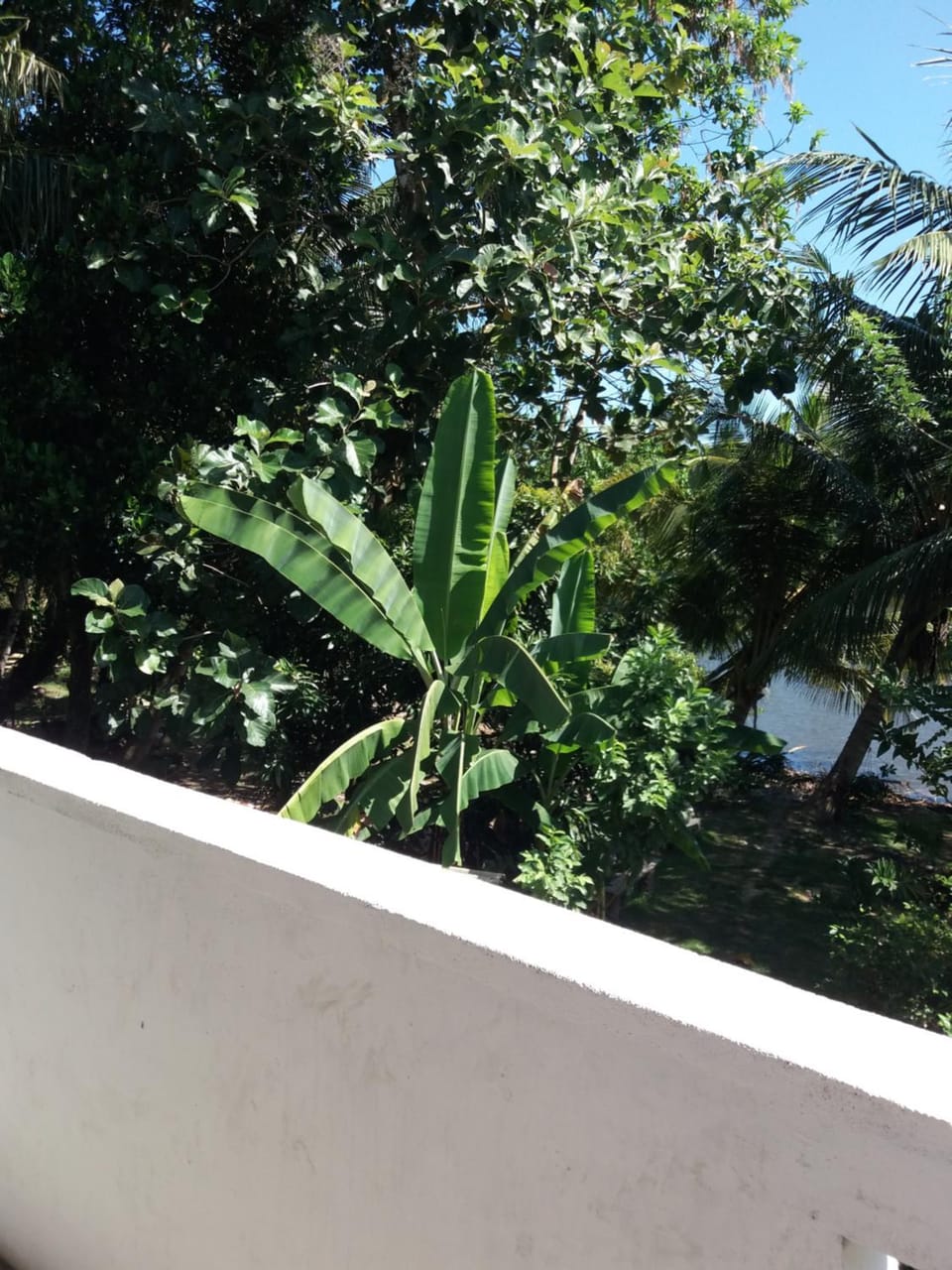 Garden view