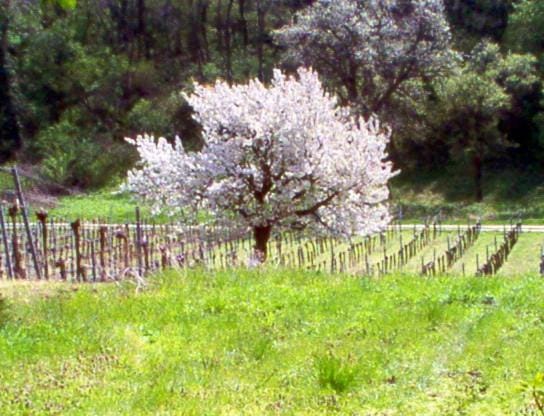 Spring