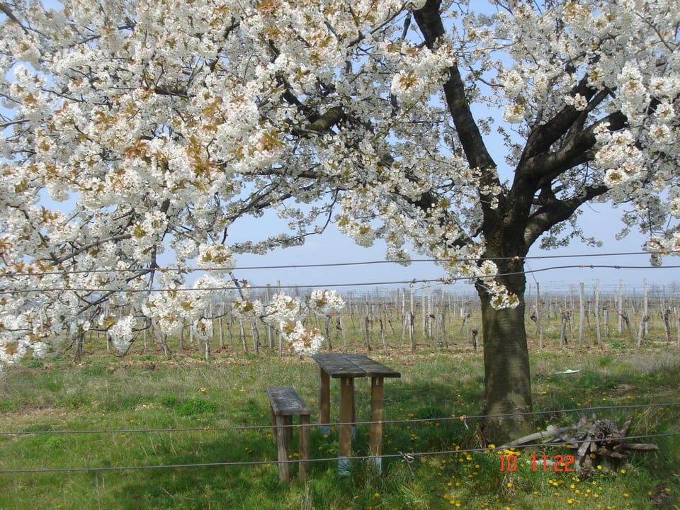 Spring, Kitchen or kitchenette