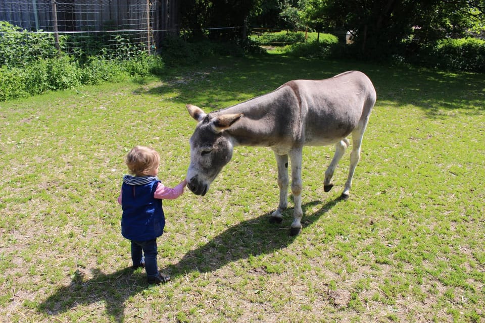 Animals
