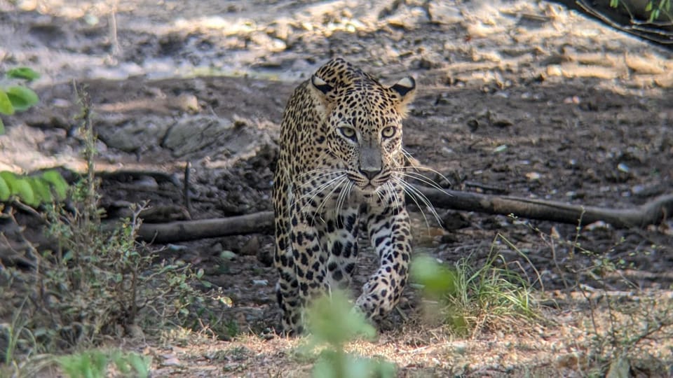 Yala Avian Eye Safari Vacation rental in Uva Province, Sri Lanka