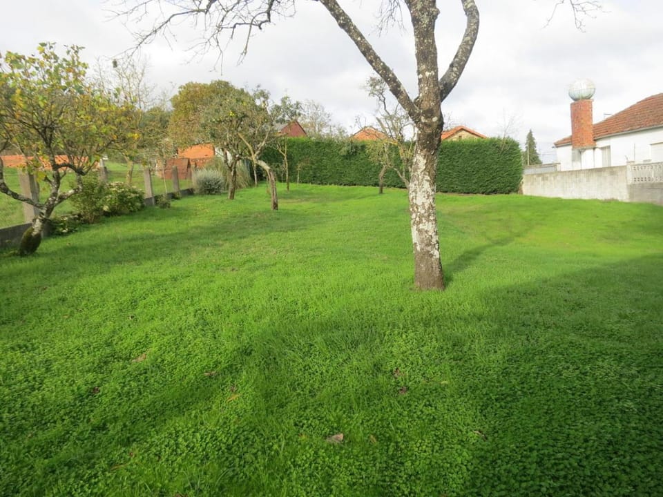 Garden, Mountain view