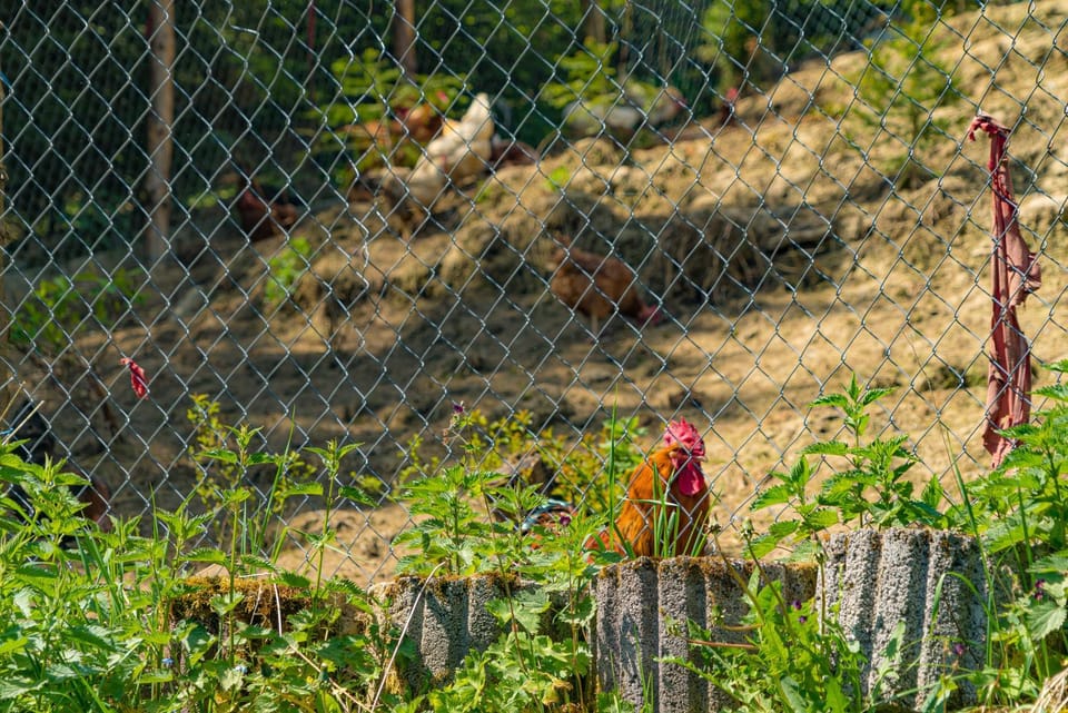 Garden, Animals