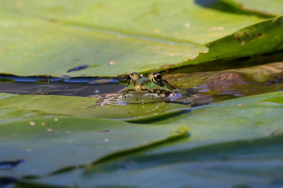 Lotus House Dodoši Country House in Podgorica Municipality, Montenegro