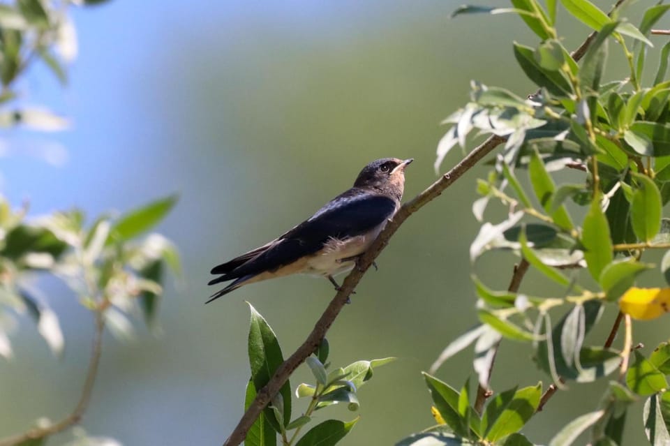 Lotus House Dodoši Country House in Podgorica Municipality, Montenegro