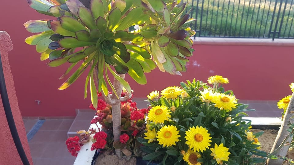 Lilium In B&B Bed and Breakfast in Gela