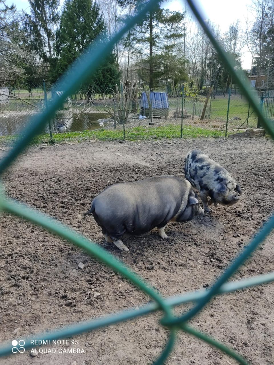 Animals