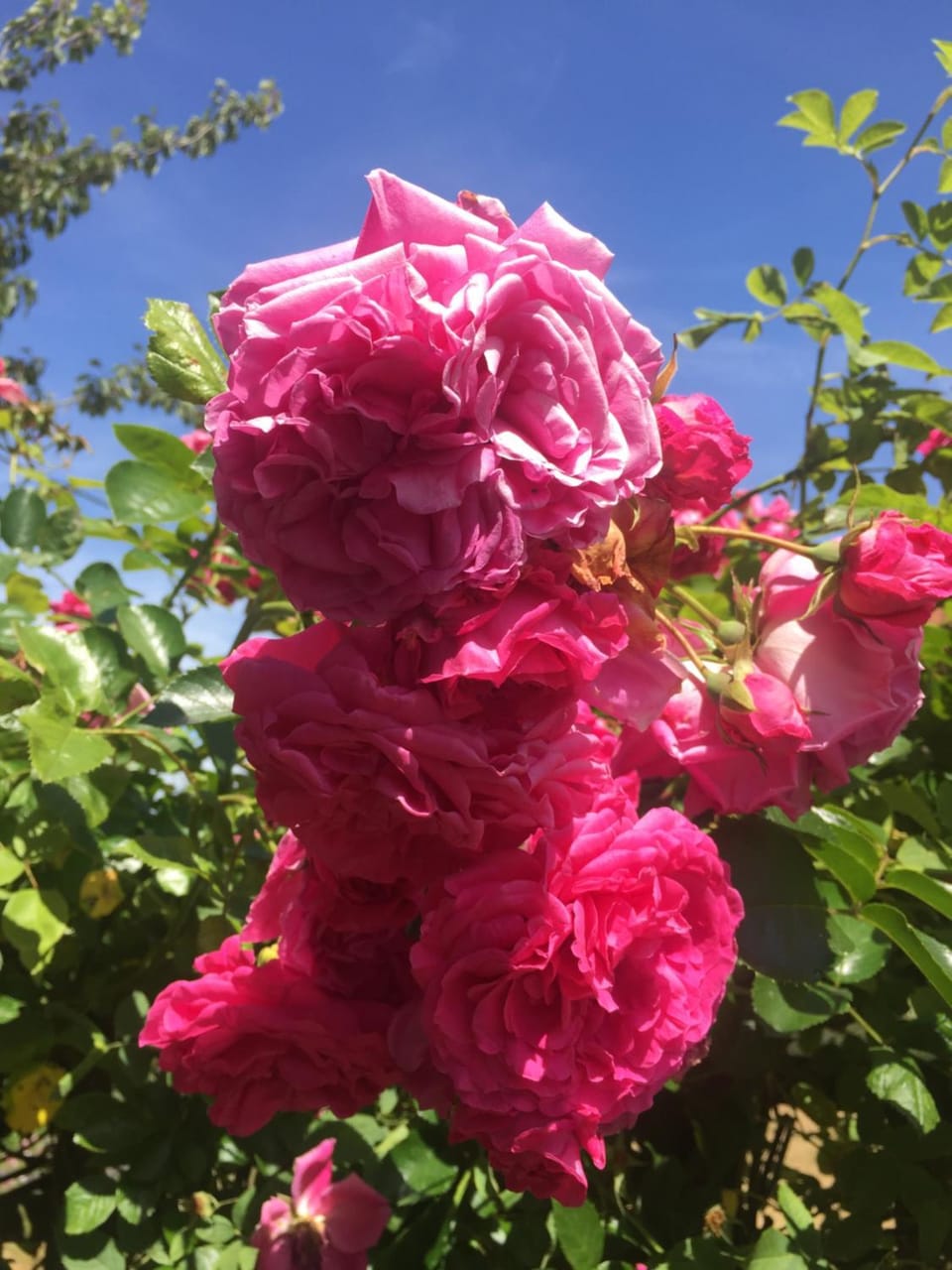 Summer, Garden