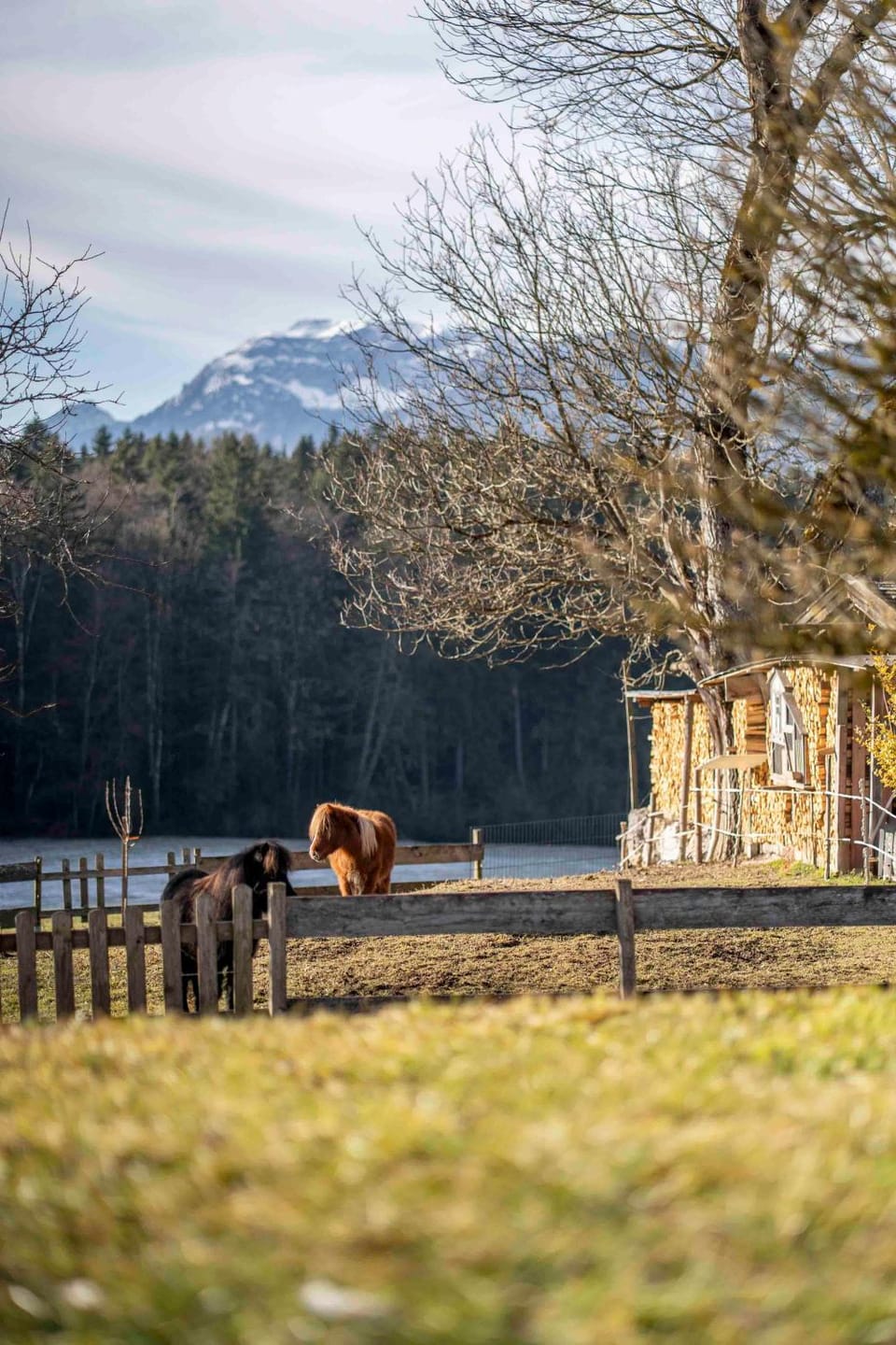 Ferienheim Riedhof Apartment in Tyrol